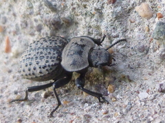 Scotobius pilularius