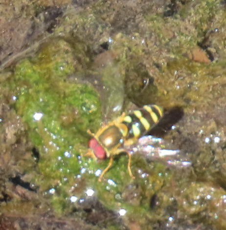 Unknown species found near Bernalillo County, NM, USA