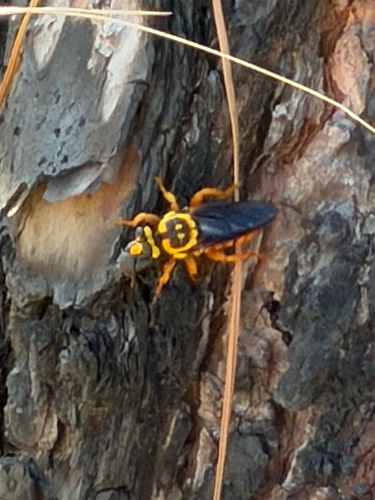 Unknown species found near Marion, LA, US