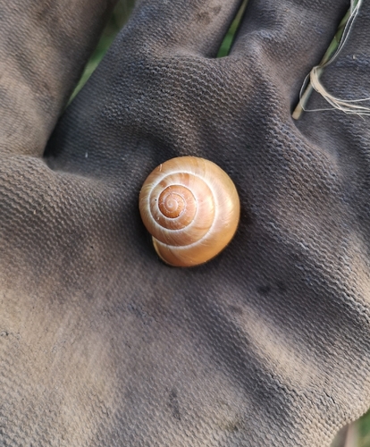 Cepaea nemoralis