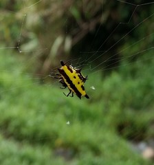 Gasteracantha taeniata