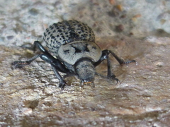 Scotobius pilularius