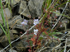 Tonella floribunda