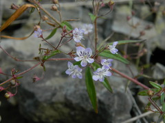 Tonella floribunda