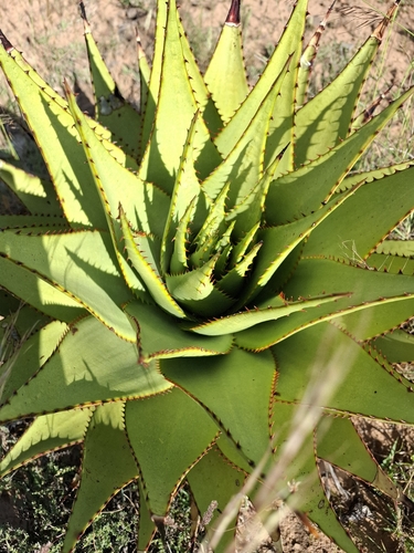 snake aloe