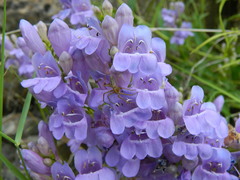 Penstemon venustus