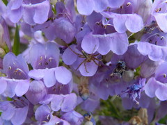 Penstemon venustus