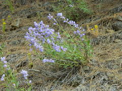 Penstemon venustus