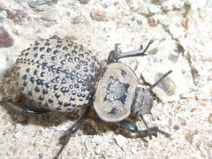 Scotobius pilularius
