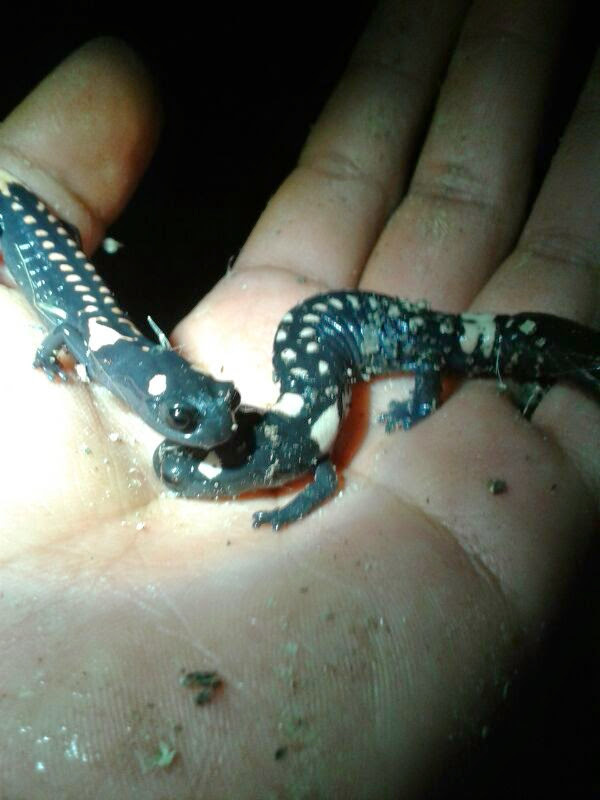 Cofre de Perote Salamander