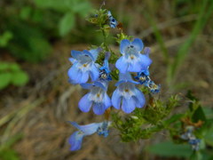 Penstemon attenuatus