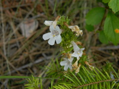 Penstemon attenuatus