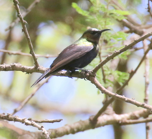 Copper Sunbird