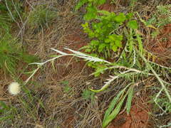 Cirsium brevifolium