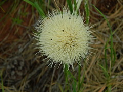 Cirsium brevifolium