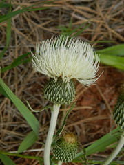 Cirsium brevifolium