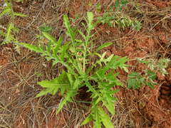 Cirsium brevifolium
