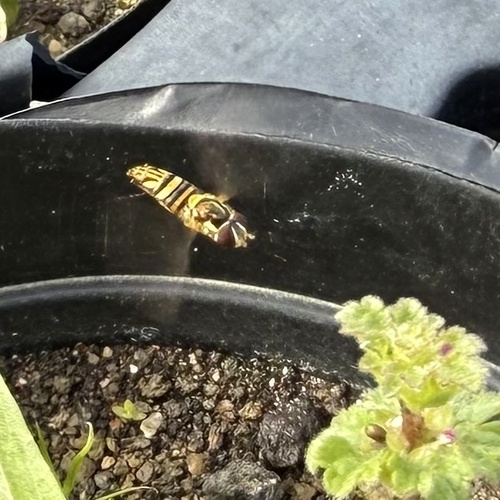 Unknown species found near Lewisville, TX, US