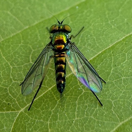 Unknown species found near Lewisville, TX, US