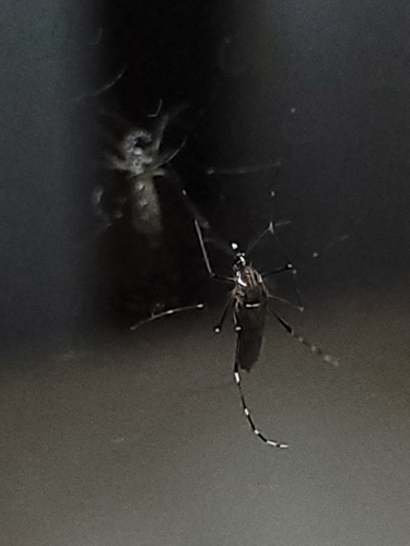 Unknown species found near Corpus Christi, TX 78414, USA