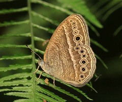 Mycalesis janardana