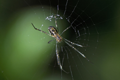 Leucauge granulata