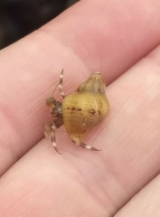 Pagurus hirsutiusculus