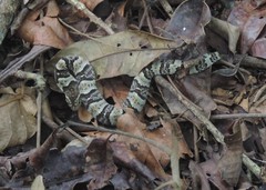 Xenodon rabdocephalus
