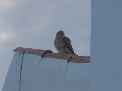 Avistamiento Cernícalo Vulgar