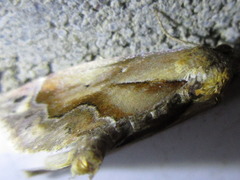 Lophomilia polybapta