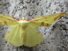 Corymica pryeri