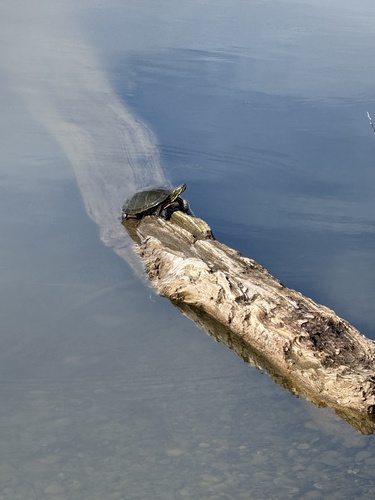 iNaturalist observation 2026-03-25