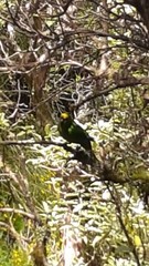 Cyanoramphus auriceps