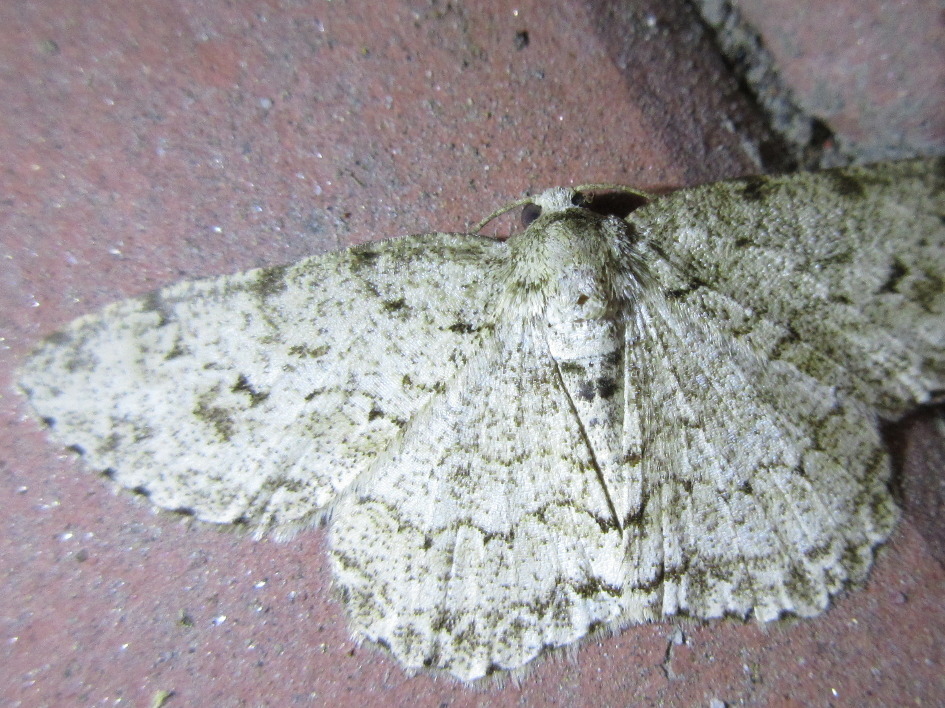 Ectropis excellens