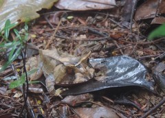 Proceratophrys renalis