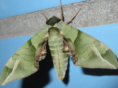 Callambulyx tatarinovii