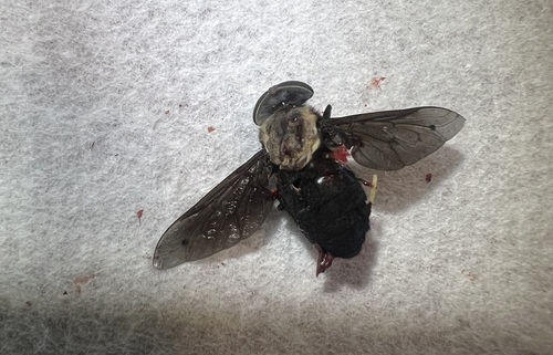 Unknown species found near Riverside County, US-CA, US