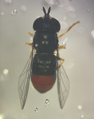 Unknown species found near Bird Rd, Los Angeles, CA, US