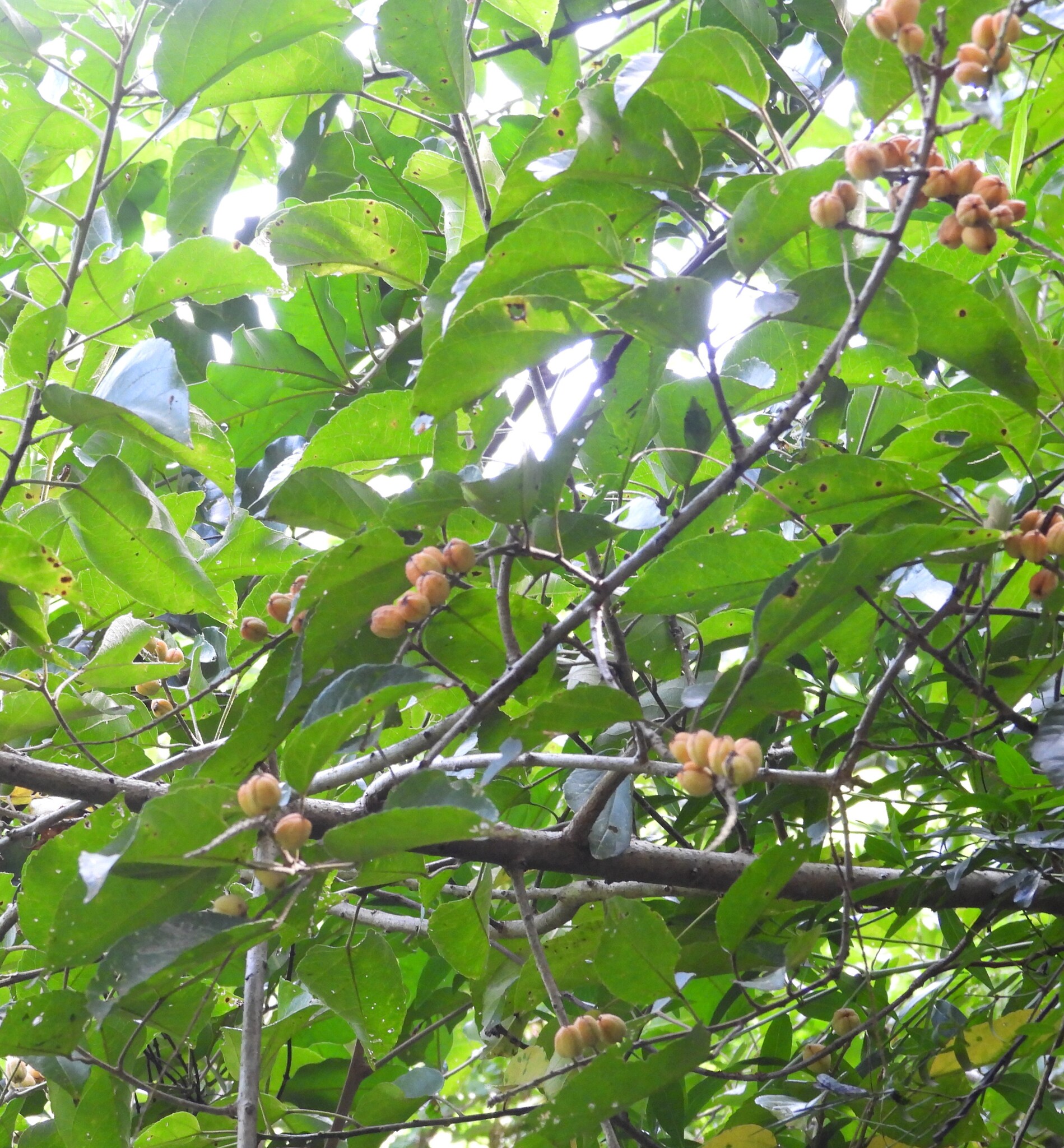 Imagem de Croton sylvaticus