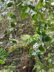 Spiraea prunifolia pseudoprunifolia
