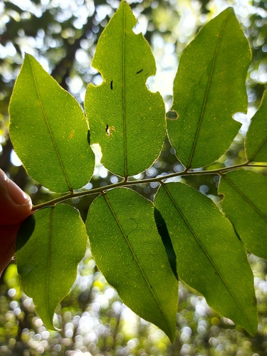 Myroxylon peruiferum, photograph 2