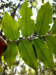 Myroxylon peruiferum, photograph (c) Gabriel Fernandes, some rights reserved (CC BY)