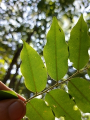 Myroxylon peruiferum, photograph (c) Gabriel Fernandes, some rights reserved (CC BY)