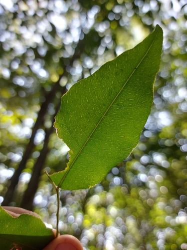Myroxylon peruiferum, photograph 4