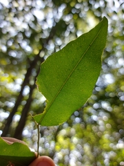 Myroxylon peruiferum, photograph (c) Gabriel Fernandes, some rights reserved (CC BY)