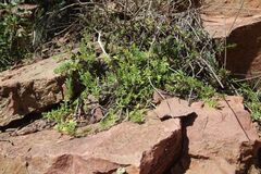 Galium verrucosum, photograph (c) Olivier Argagnon, some rights reserved (CC BY)