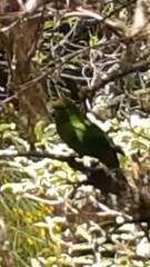 Cyanoramphus auriceps