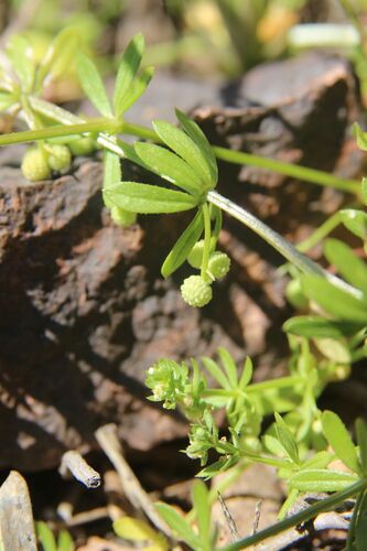 Galium verrucosum, photograph 5