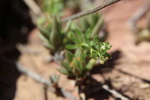 Galium verrucosum, photograph 6