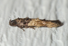 Walshia miscecolorella